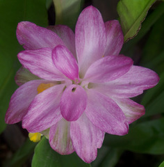Curcuma australasica
