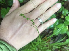 Carex rosea