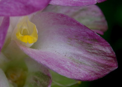 Curcuma australasica