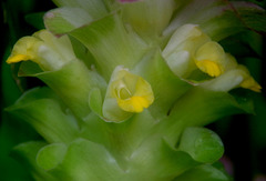 Curcuma australasica
