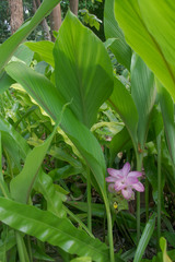 Curcuma australasica