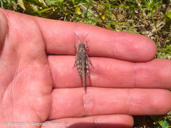 Diraneura bivenosa