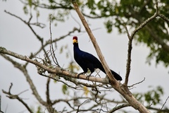 Musophaga rossae