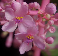 Medinilla banahaensis