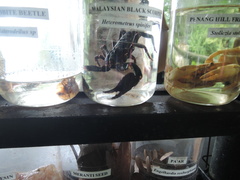 Heterometrus spinifer