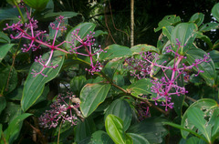 Medinilla banahaensis