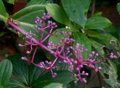 Medinilla banahaensis