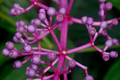 Medinilla banahaensis