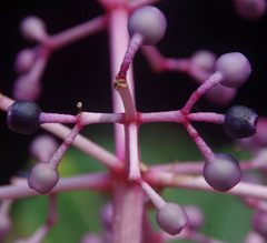 Medinilla banahaensis