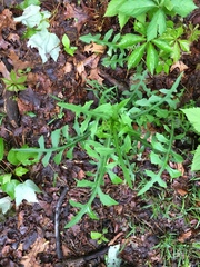 Lactuca canadensis