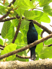 Lamprotornis chalybaeus