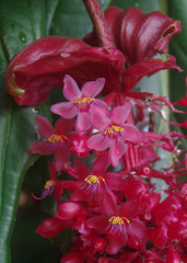 Medinilla miniata
