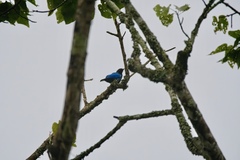 Hylopsar purpureiceps