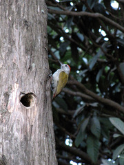 Chloropicus spodocephalus