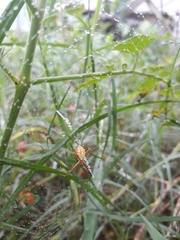 Argiope