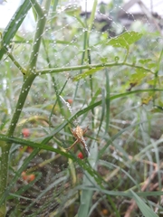Argiope