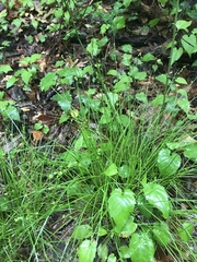 Carex rosea