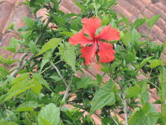 Hibiscus × archeri