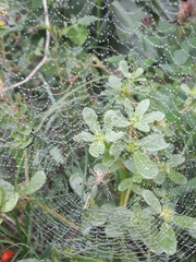 Argiope