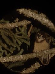 Pulsatrix koeniswaldiana