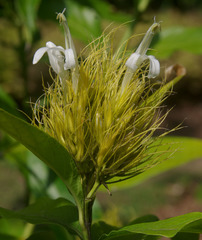 Schaueria calytricha