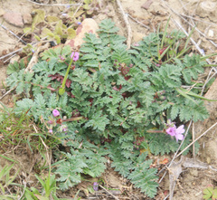 Erodium hoefftianum