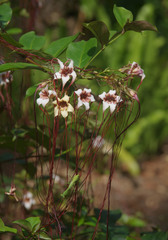 Strophanthus preussii