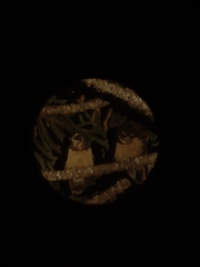 Pulsatrix koeniswaldiana