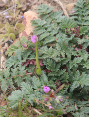 Erodium hoefftianum