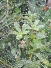 Argiope
