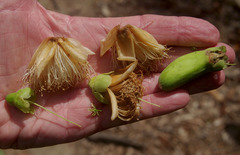 Barringtonia neocaledonica