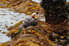 Tachyeres brachypterus