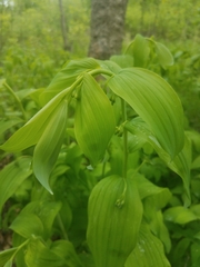 Polygonatum biflorum commutatum