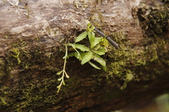 Stenoglottis