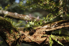 Stenoglottis