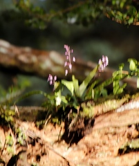Stenoglottis