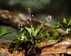 Stenoglottis
