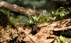 Stenoglottis