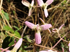 Congea tomentosa