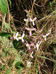 Congea tomentosa