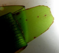 Thalassodendron leptocaule