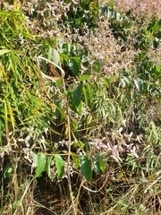 Congea tomentosa