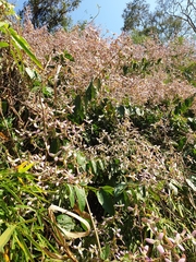 Congea tomentosa