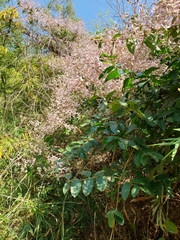 Congea tomentosa