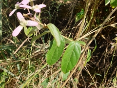 Congea tomentosa