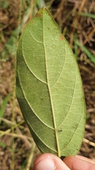 Congea tomentosa