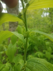 Polygonatum biflorum commutatum