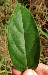 Congea tomentosa