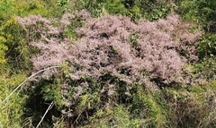 Congea tomentosa