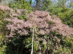 Congea tomentosa